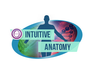 Intuitivna Anatomija
